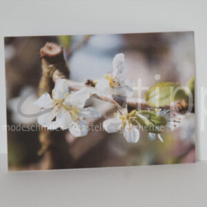 Fotokarte "Apfelblüte"