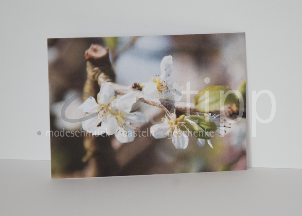 Fotokarte "Apfelblüte"