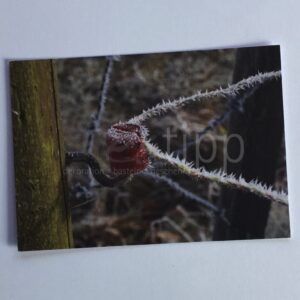 Fotokarte "Isolator"