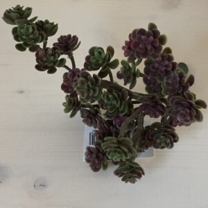Sukkulentenbusch rot-grün, 14 cm