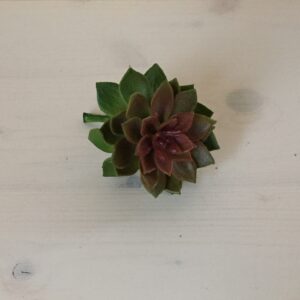 Sukkulente rot-grün, ca. 6 cm