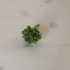 Minisukkulente grün, ca. 4 cm