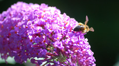 Biene auf Flieder – Bild 2