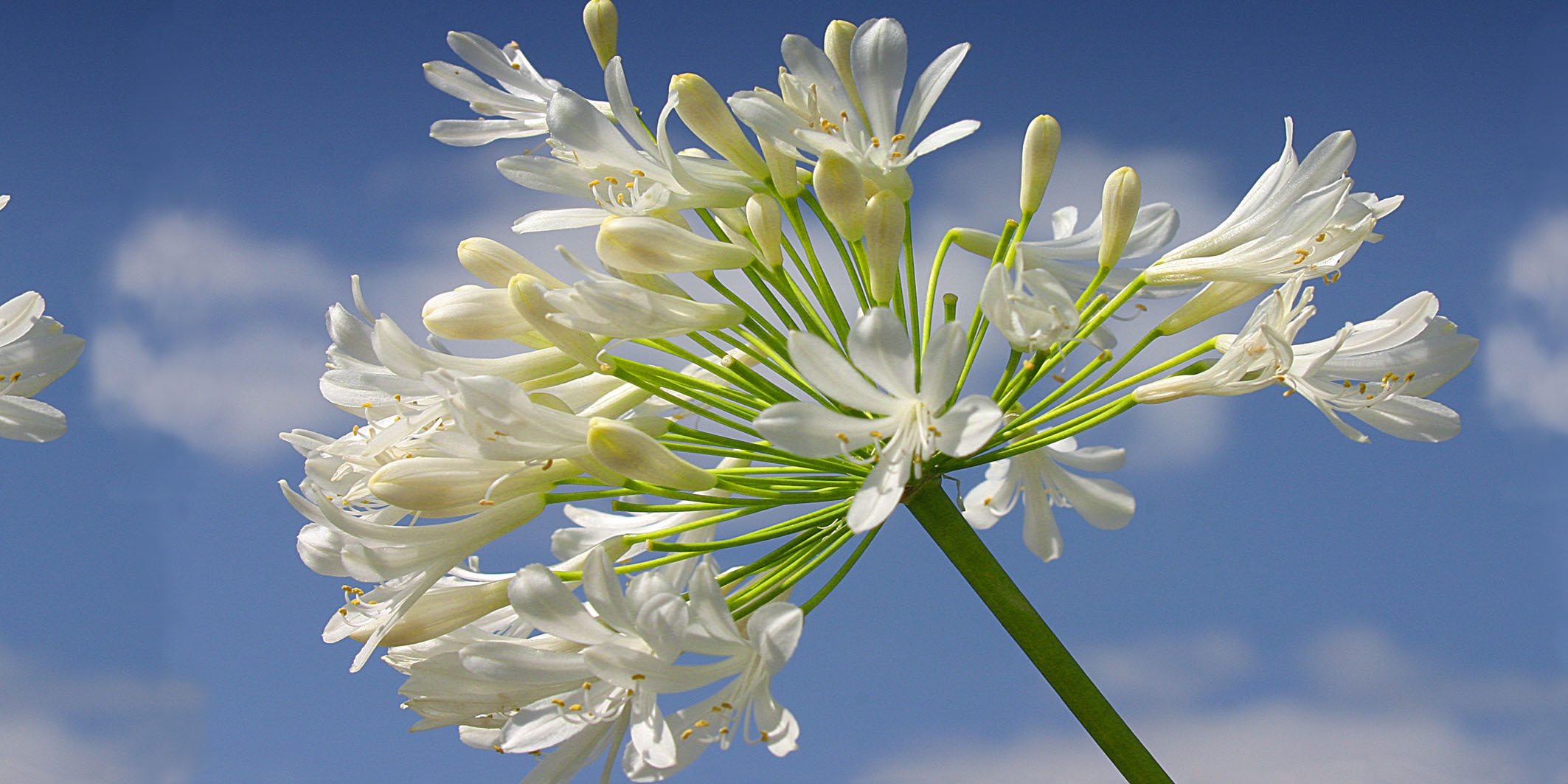 Wolkenblüte – Bild 2