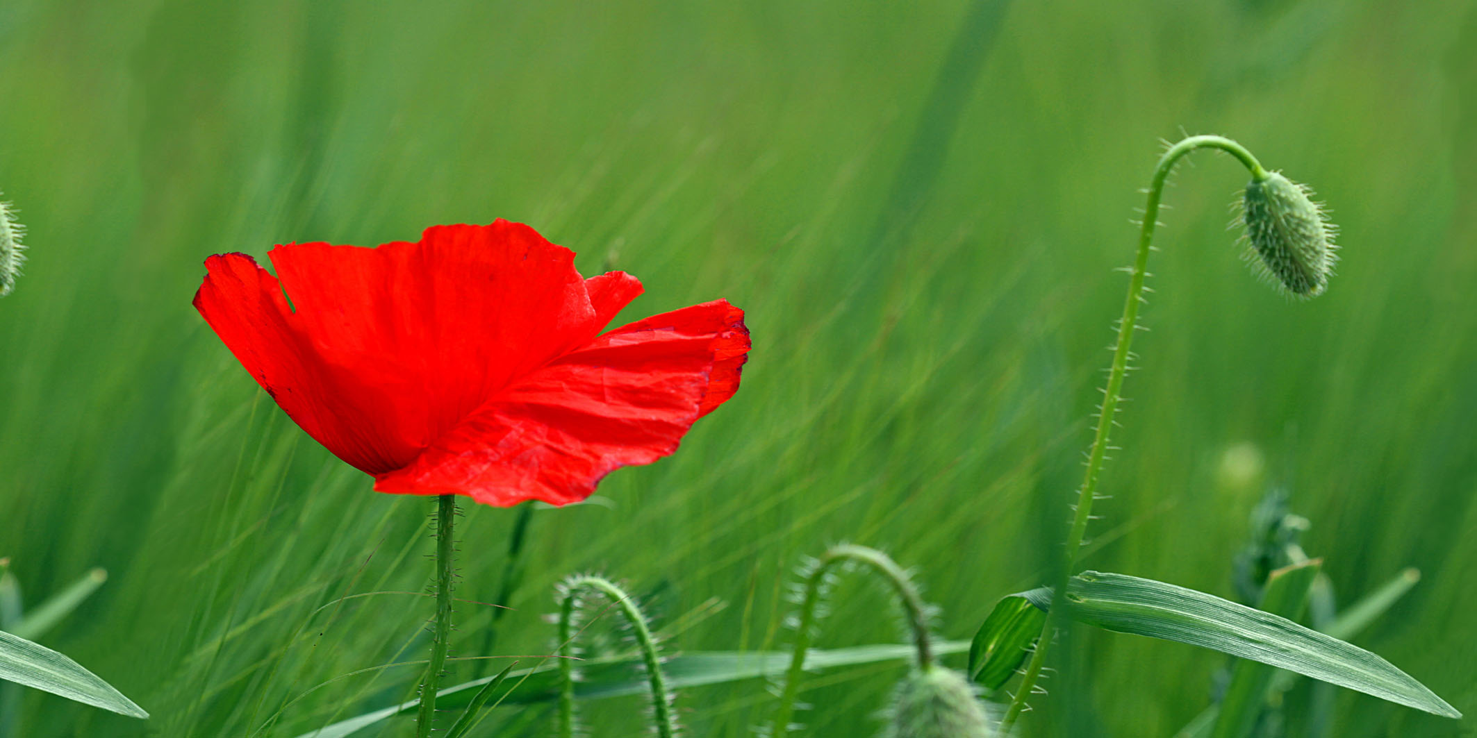 Mohn – Bild 2