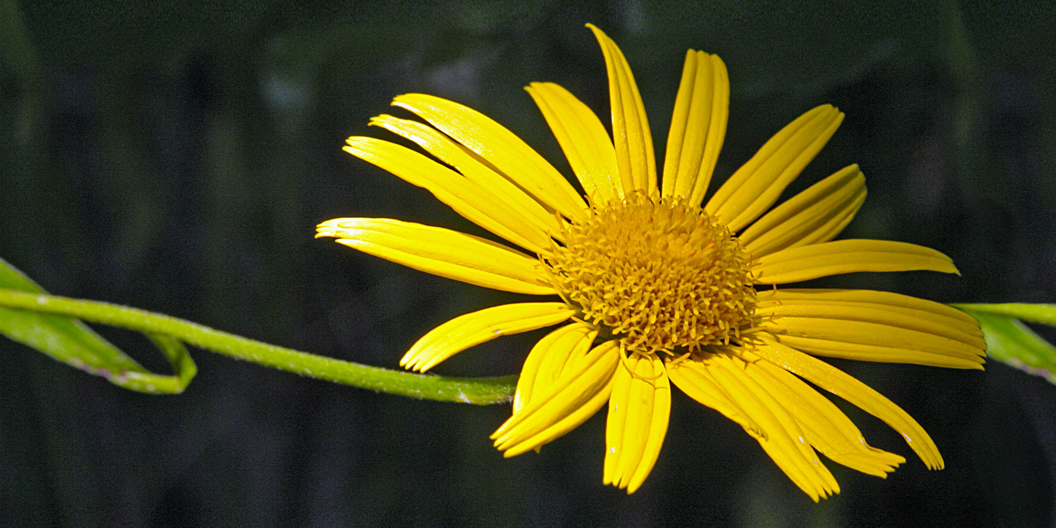 Arnika Blüte – Bild 2