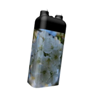 Kirschblüte 1