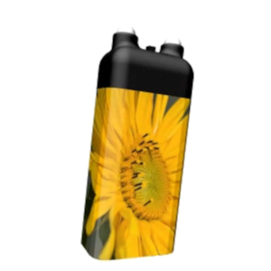 Sonnenblume