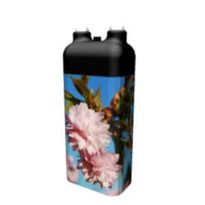 Kirschblüte 3