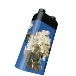 Kirschblüte 2