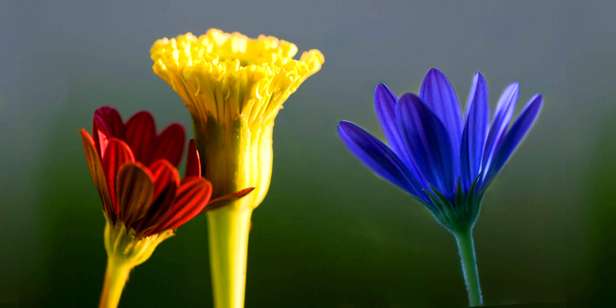 Blumen – Bild 2