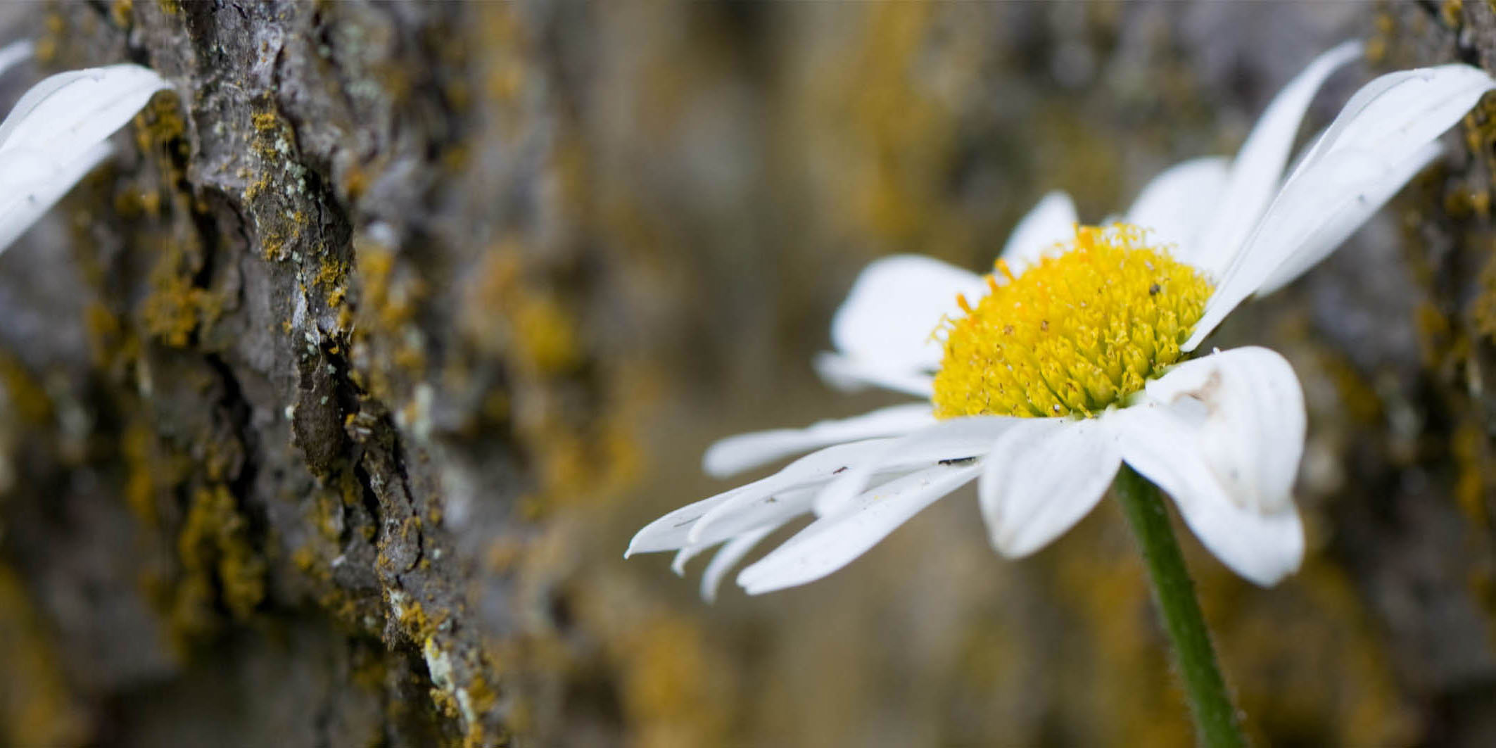 Margerite – Bild 2