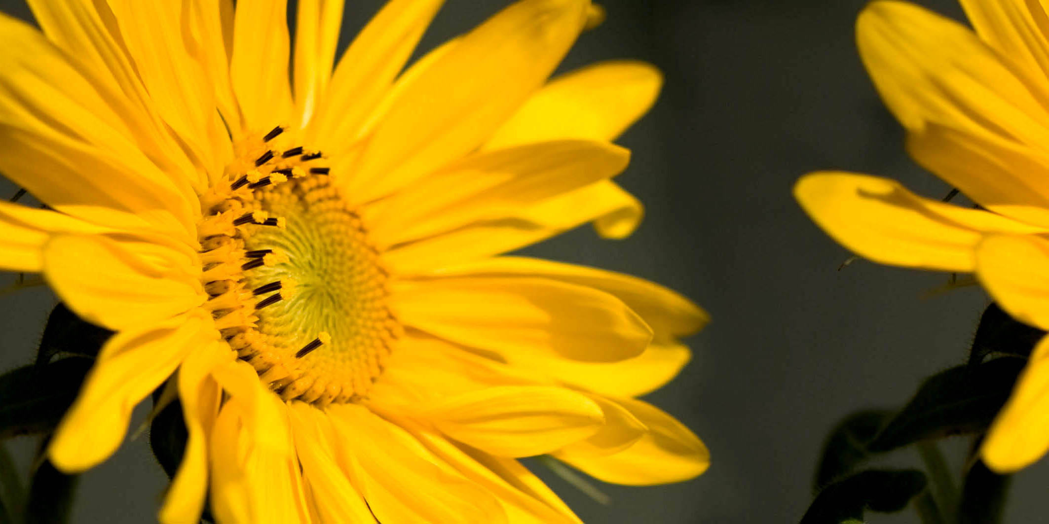 Sonnenblume – Bild 2