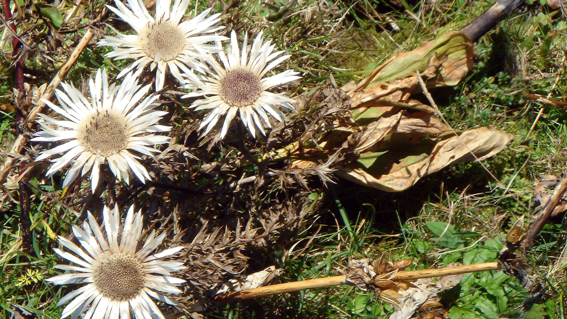 Silberdistel – Bild 2