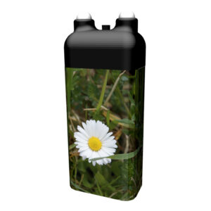 Gänseblümchen