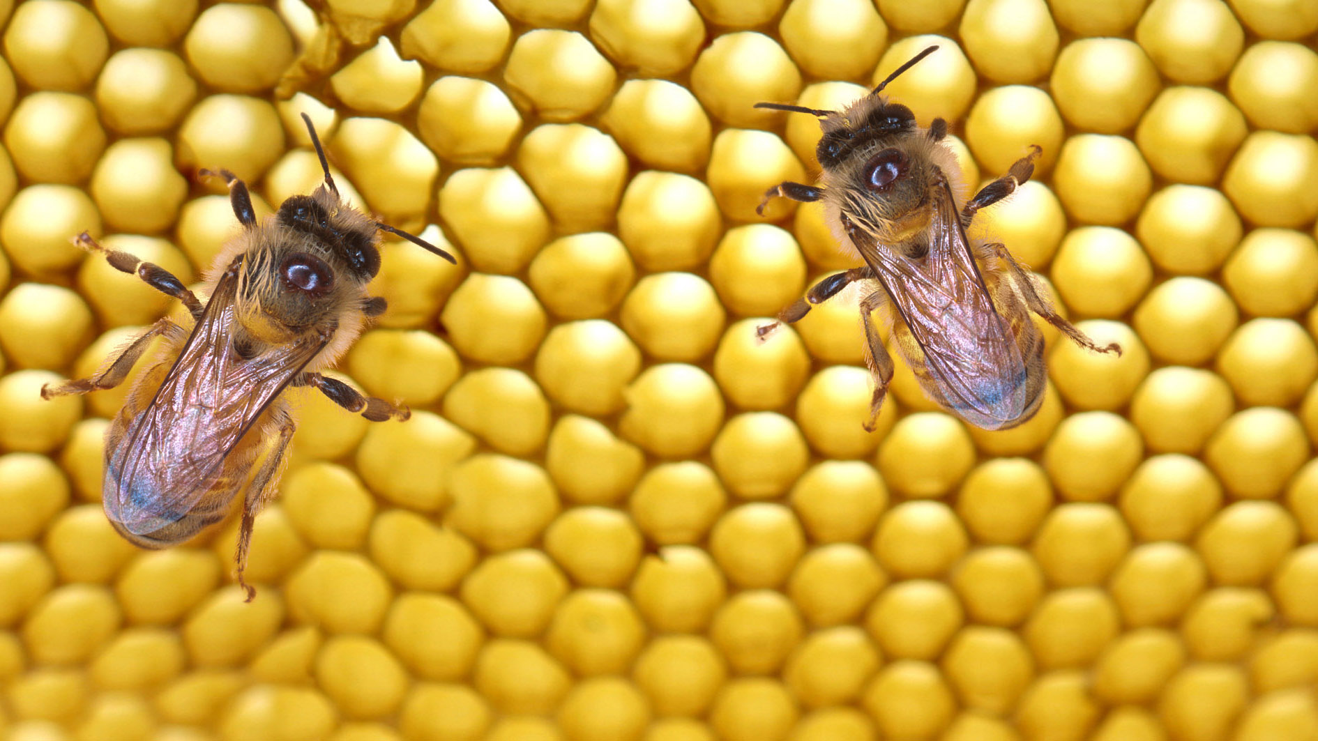 Honigbienen – Bild 2