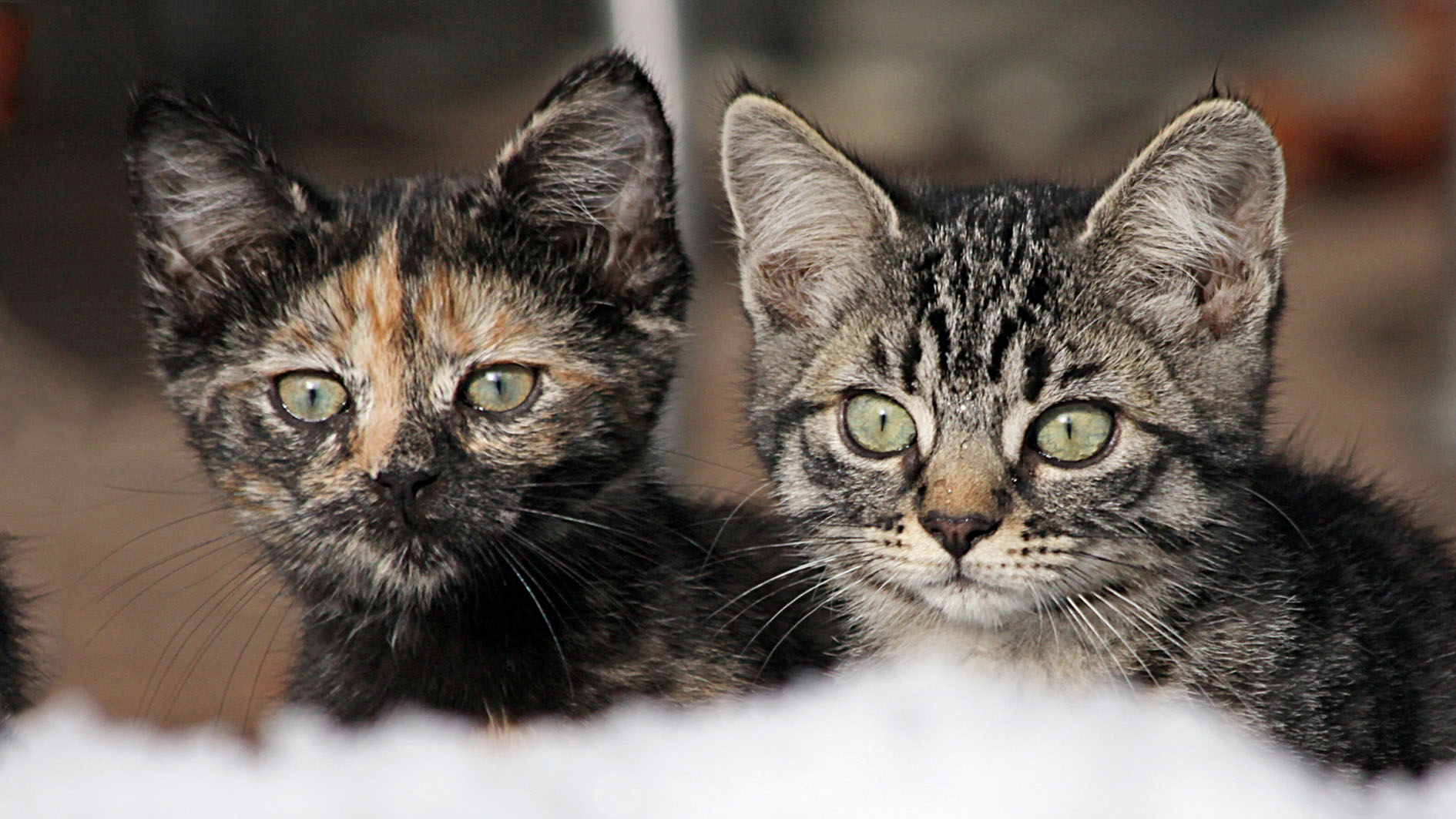 Zwei neugierige Katzen – Bild 2