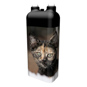 Zwei neugierige Katzen