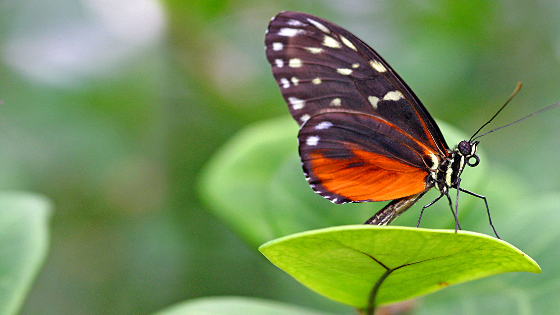 Schmetterling – Bild 2