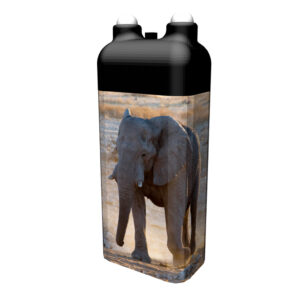 Elefant (Namibia)
