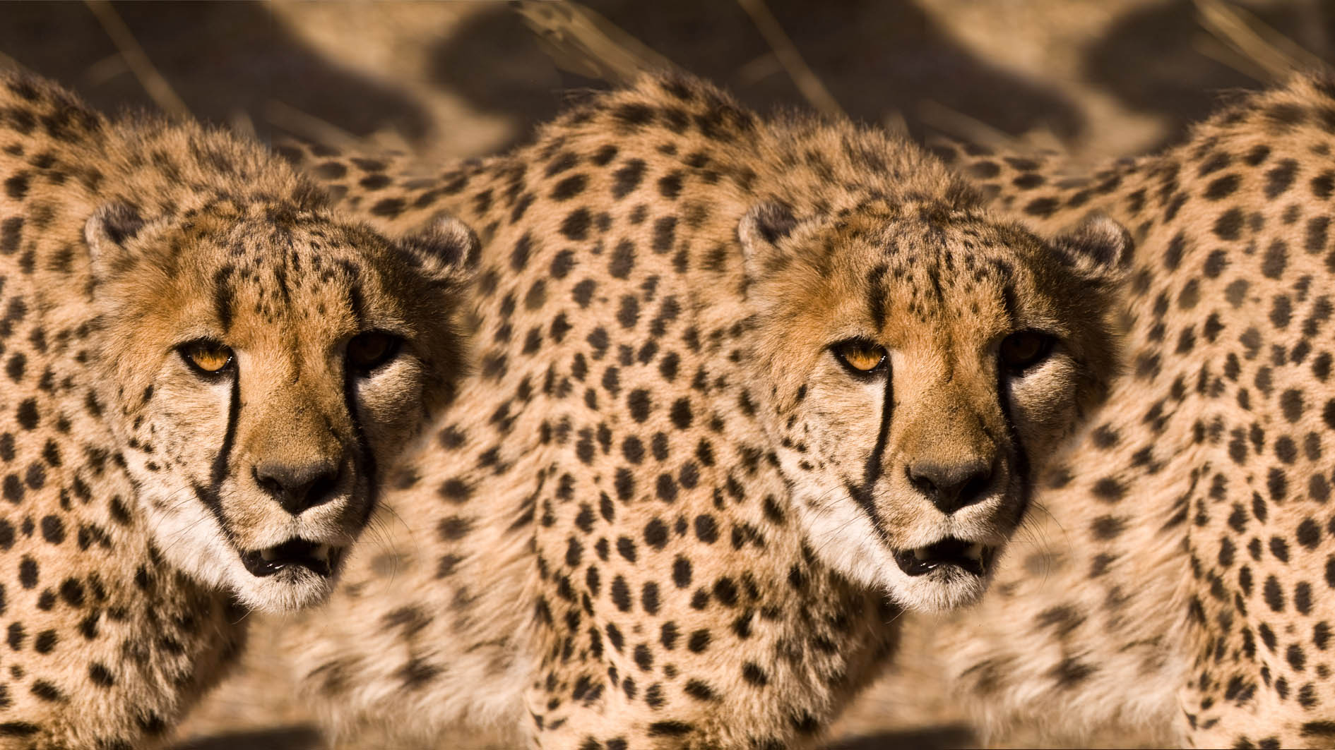 Gepard (Namibia) – Bild 2