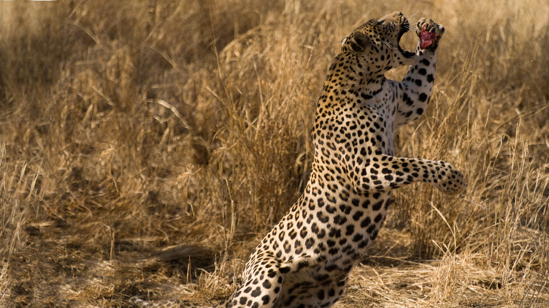 Leopard (Namibia) – Bild 2